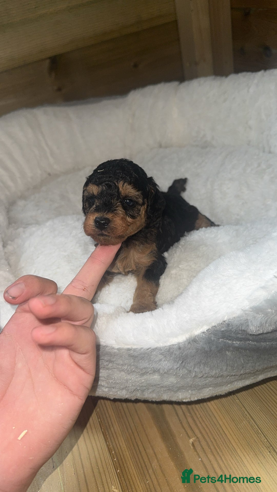 Cockapoo dogs for sale: Toy miniature cockapoo puppy’s  - Image 3