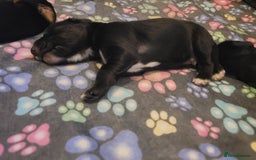 Mixed Breed dogs for sale: Border collie x irish/red setter puppies - Image 16