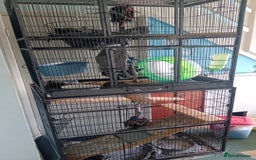 Degus rodents for sale: 2 sisters ( bonded) - Image 3