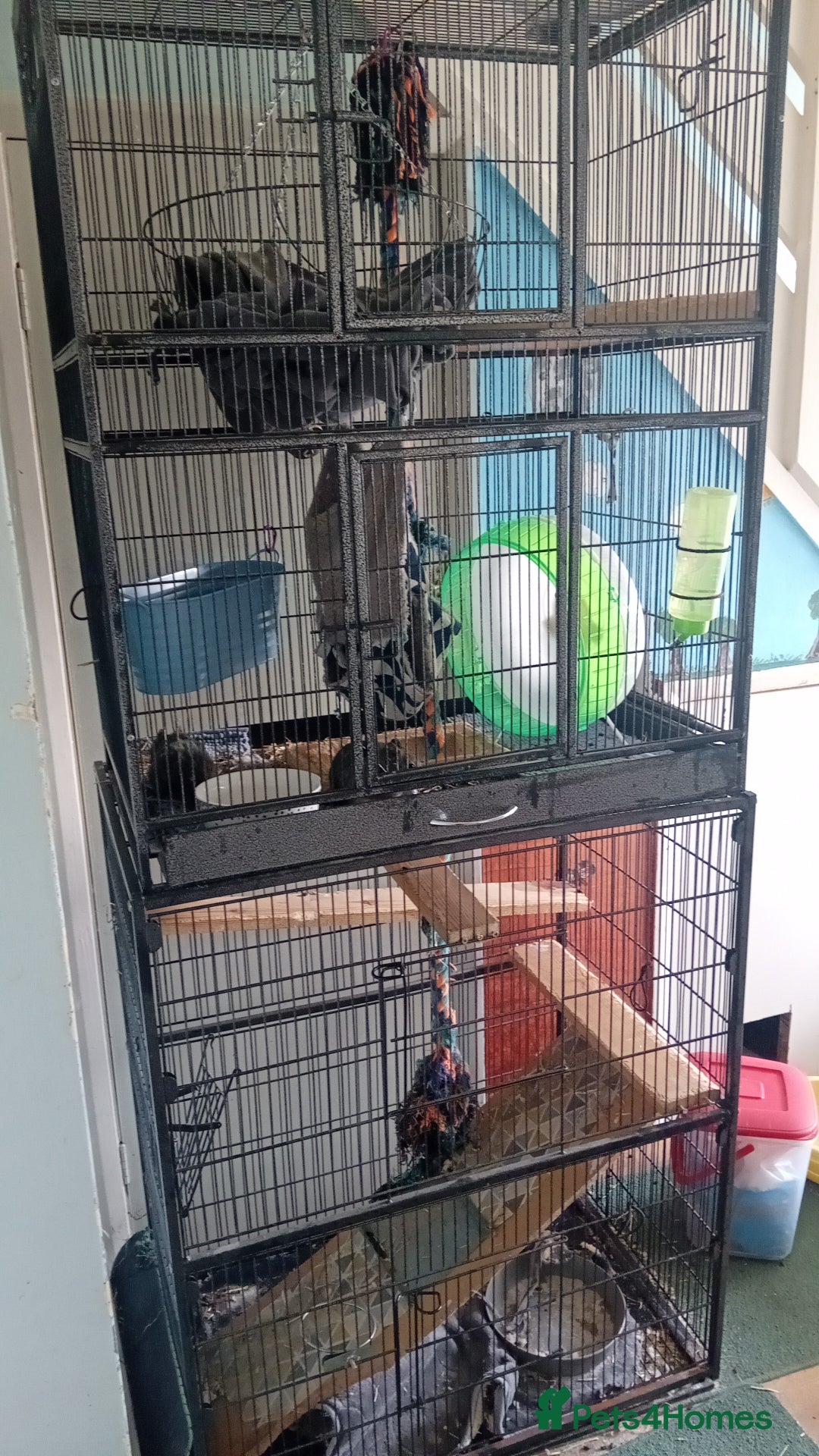 Degus rodents for sale: 2 sisters ( bonded) - Image 3