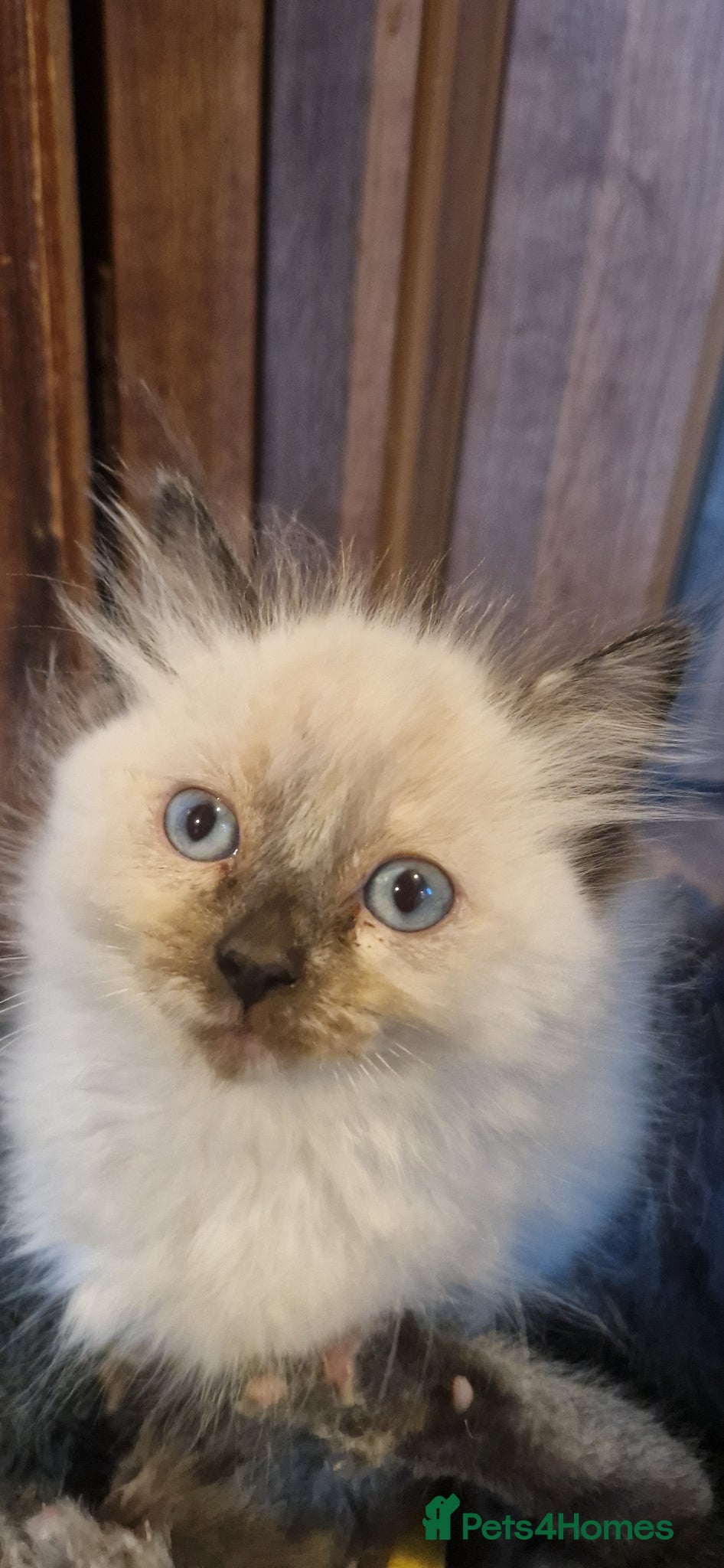 Ragdoll cats Ragdoll kittens ready to leave - Advert 1