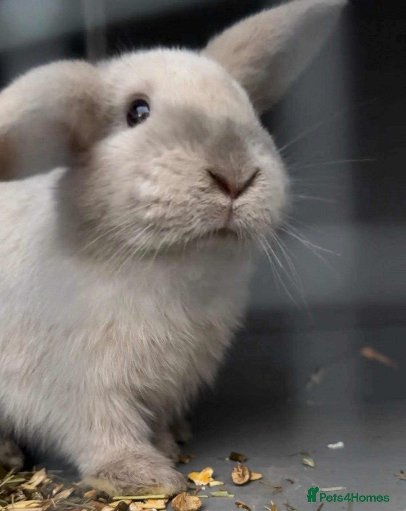 Mini Lop rabbits female mini lop needing a rehome - Advert 4