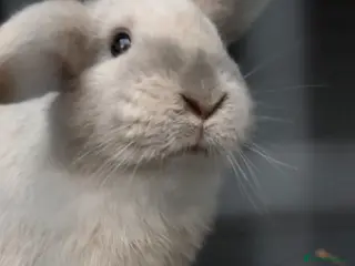 Mini Lop rabbits female mini lop needing a rehome - Advert 4