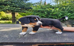 Entlebucher Mountain Dog dogs for sale: Entlebucher Mountain Dog - Image 10