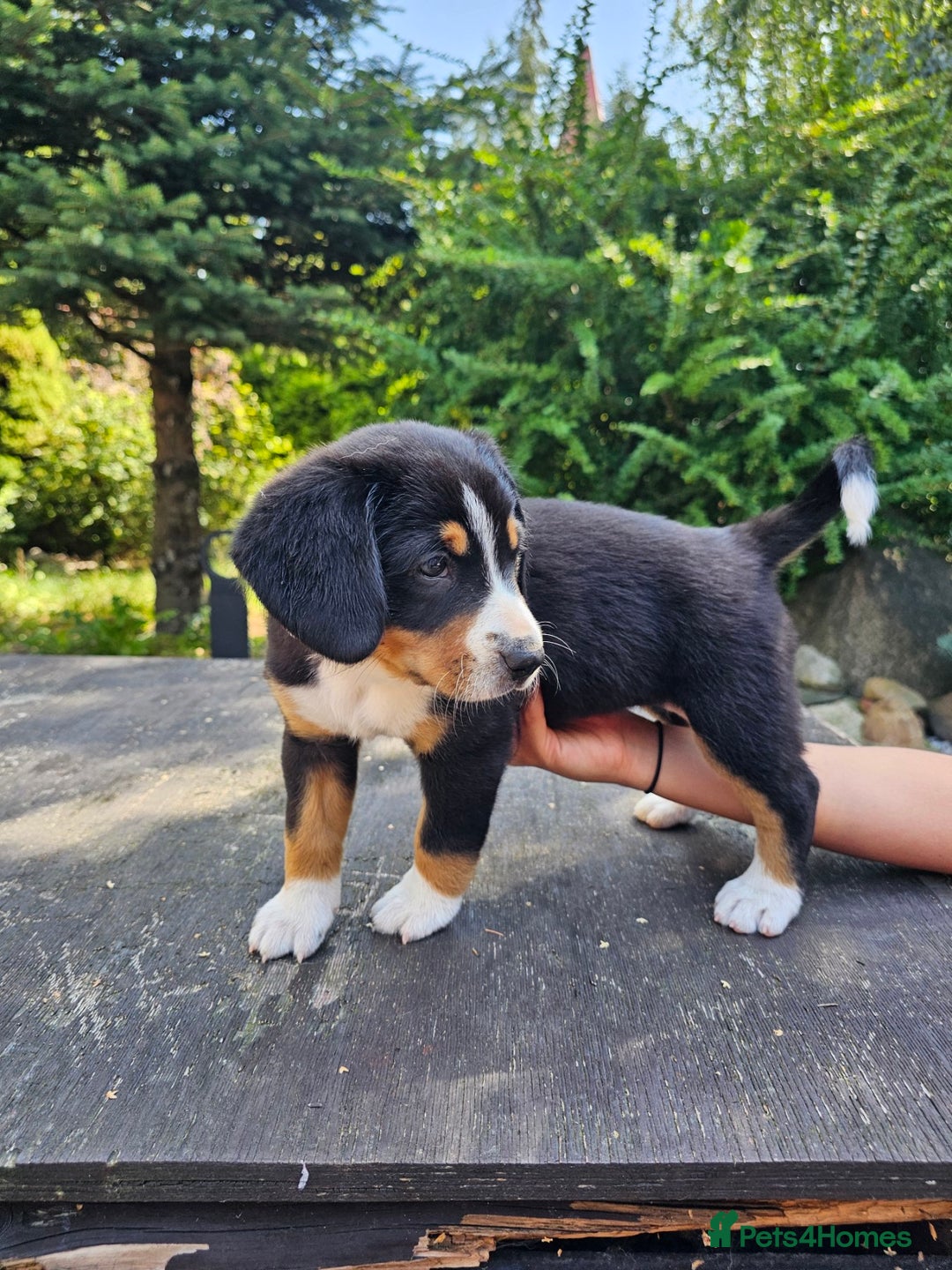 Entlebucher Mountain Dog dogs for sale: Entlebucher Mountain Dog - Image 10
