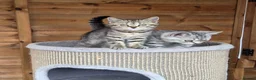 British Shorthair cats for sale: Gorgeous British Shorthair kittens  - Advert 5