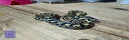 Python Snake reptiles for sale: spotnose and clown ball pythons  - Advert 7