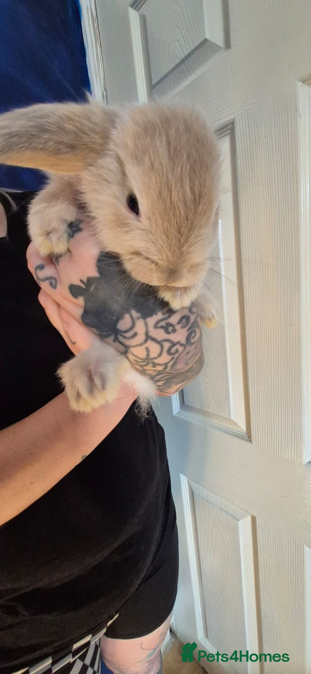 Mini Lion Lop rabbits for sale: Last beautiful  mini lion lop - Image 3