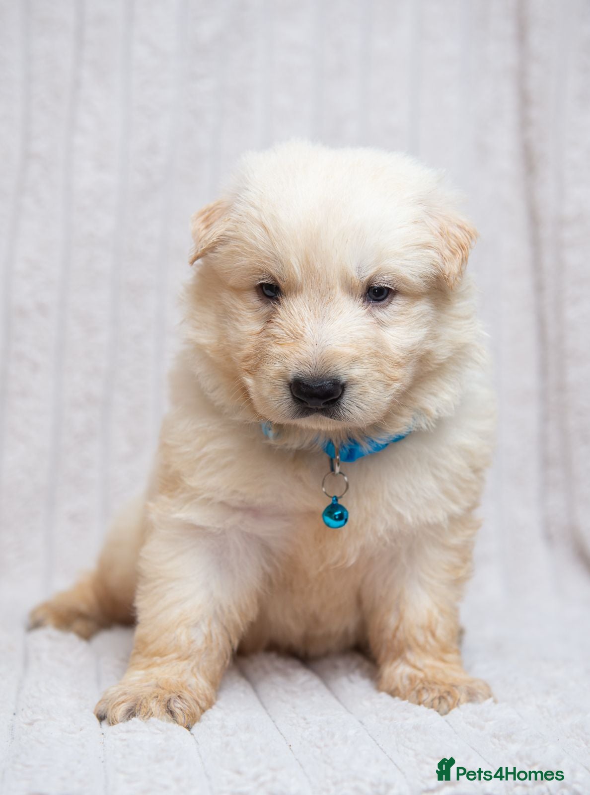German Shepherd dogs EXCEPTIONAL WHITE GERMAN SHEPHERD PUPPIES FOR SALE - Advert 1