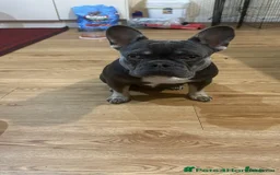 French Bulldog dogs for sale: French bulldog puppy blue & tan - Image 5