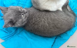 Mixed Breed cats for sale: Clever kittens need a new home  - Image 4