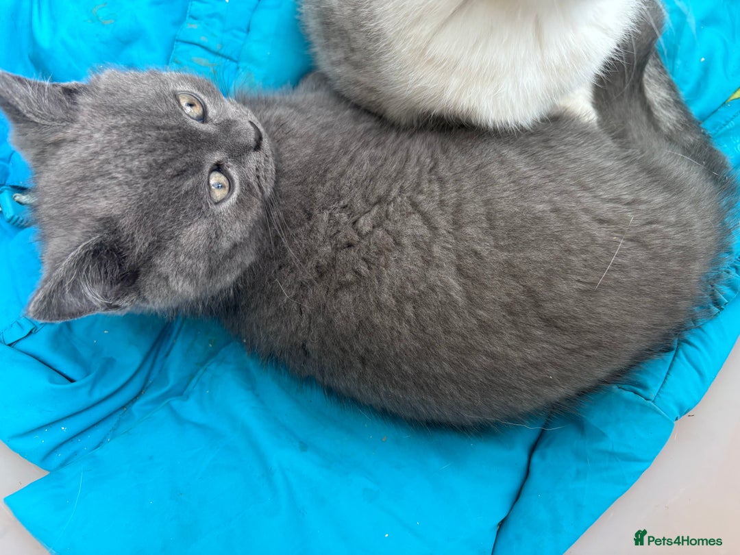 Mixed Breed cats for sale: Clever kittens need a new home  - Image 4
