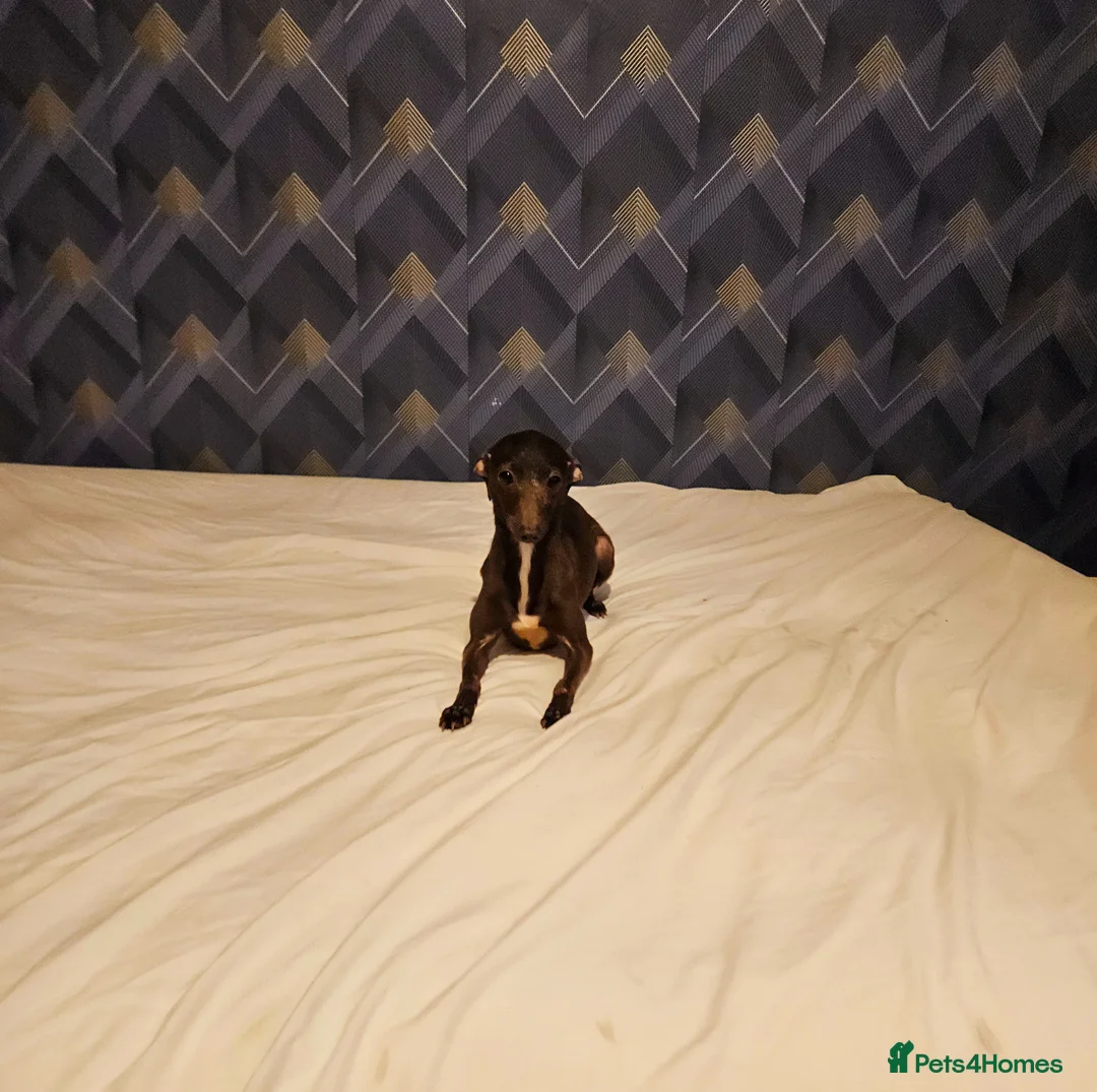 Italian Greyhound dogs for sale: Italian greyhound  - Advert 1