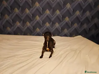 Italian Greyhound dogs Italian greyhound - Advert 1