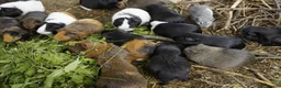 Guinea Pig rodents for sale: Single male guinea pigs looking for homes - Advert 2