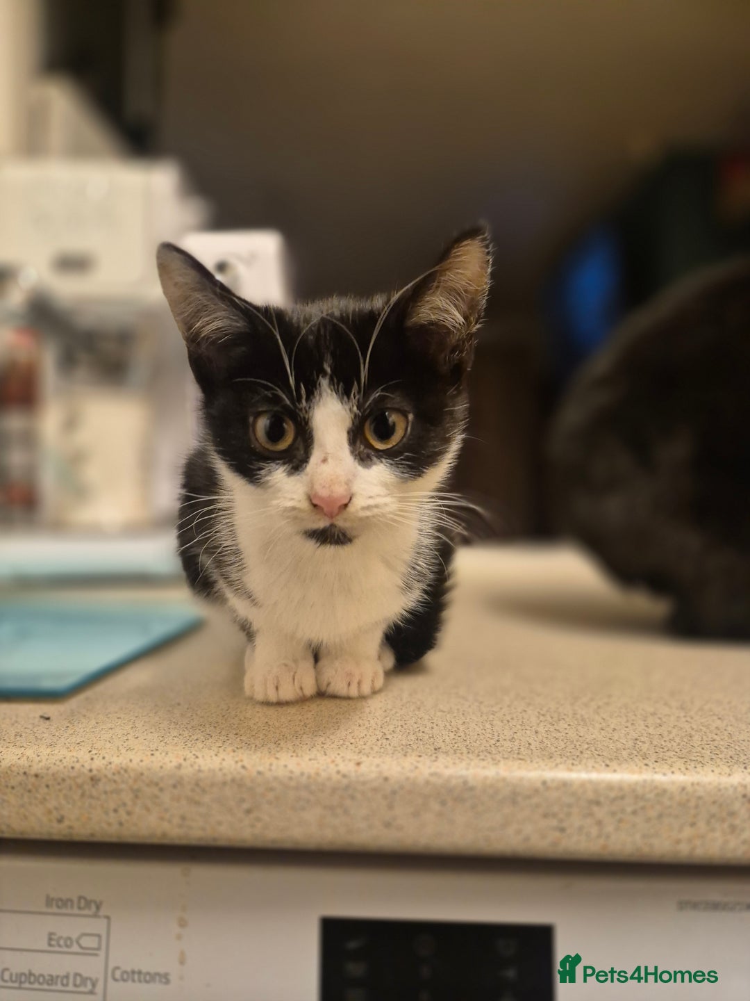 Mixed Breed cats for sale: 3 Beautiful Kittens - Advert 11