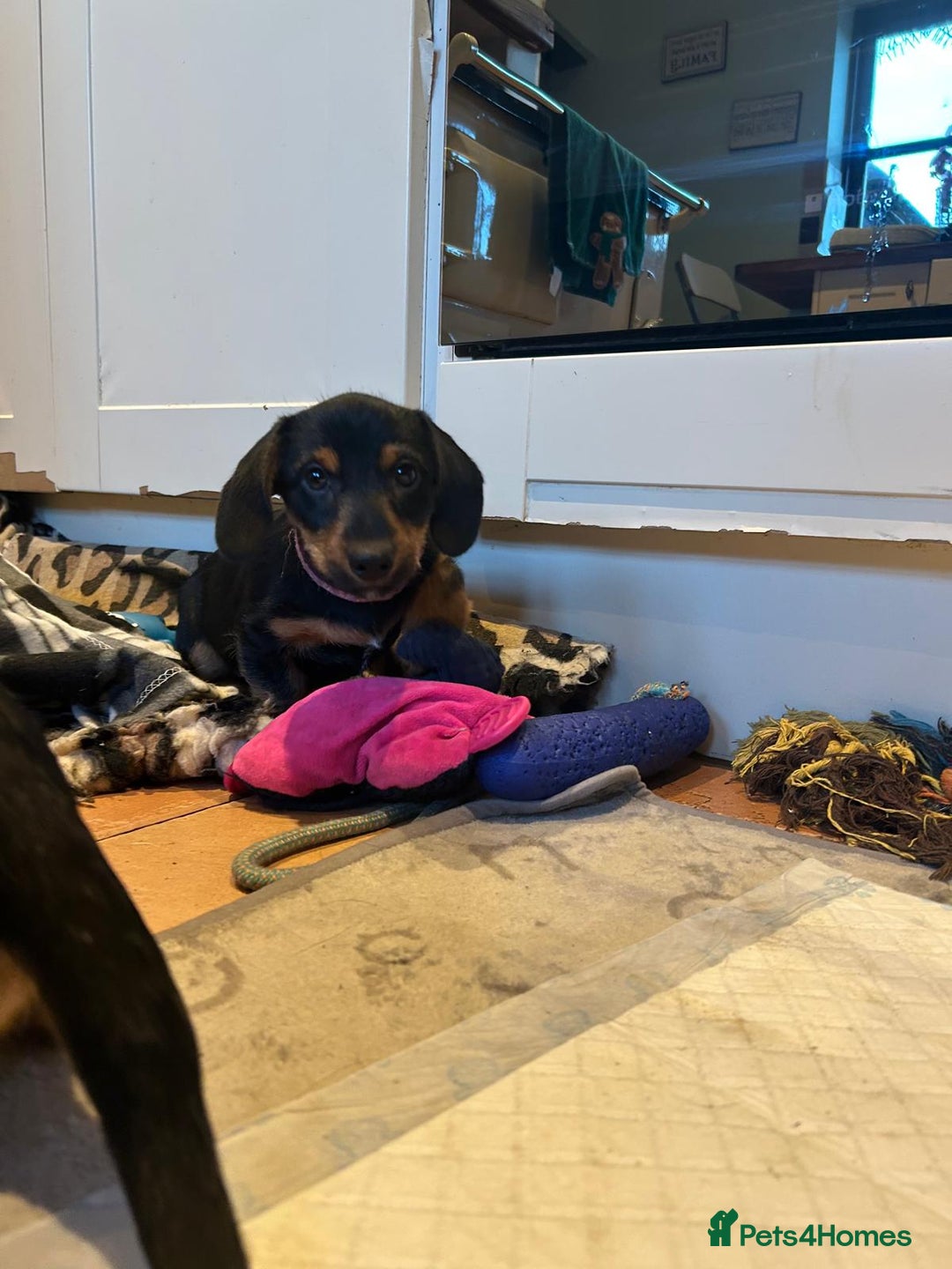 Mixed Breed dogs for sale: Dachshund x Jack russell puppies  - Advert 9