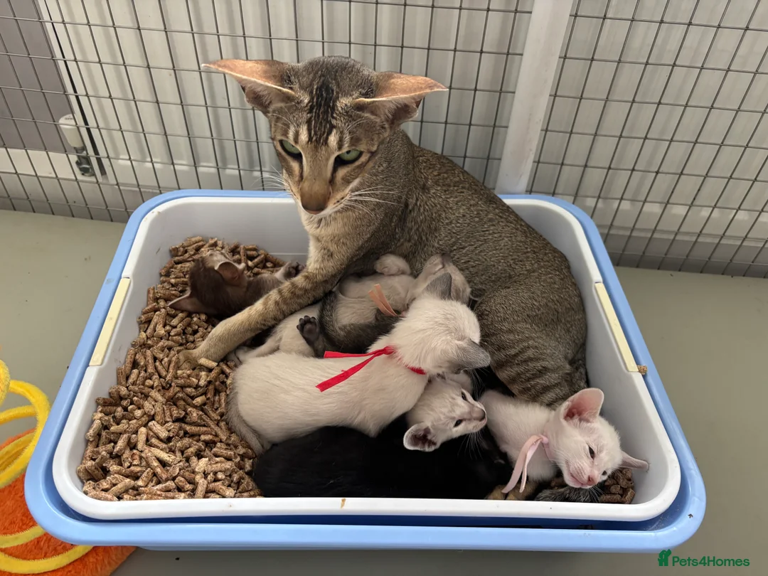 Oriental cats for sale: Oriental and Siamese - Advert 11