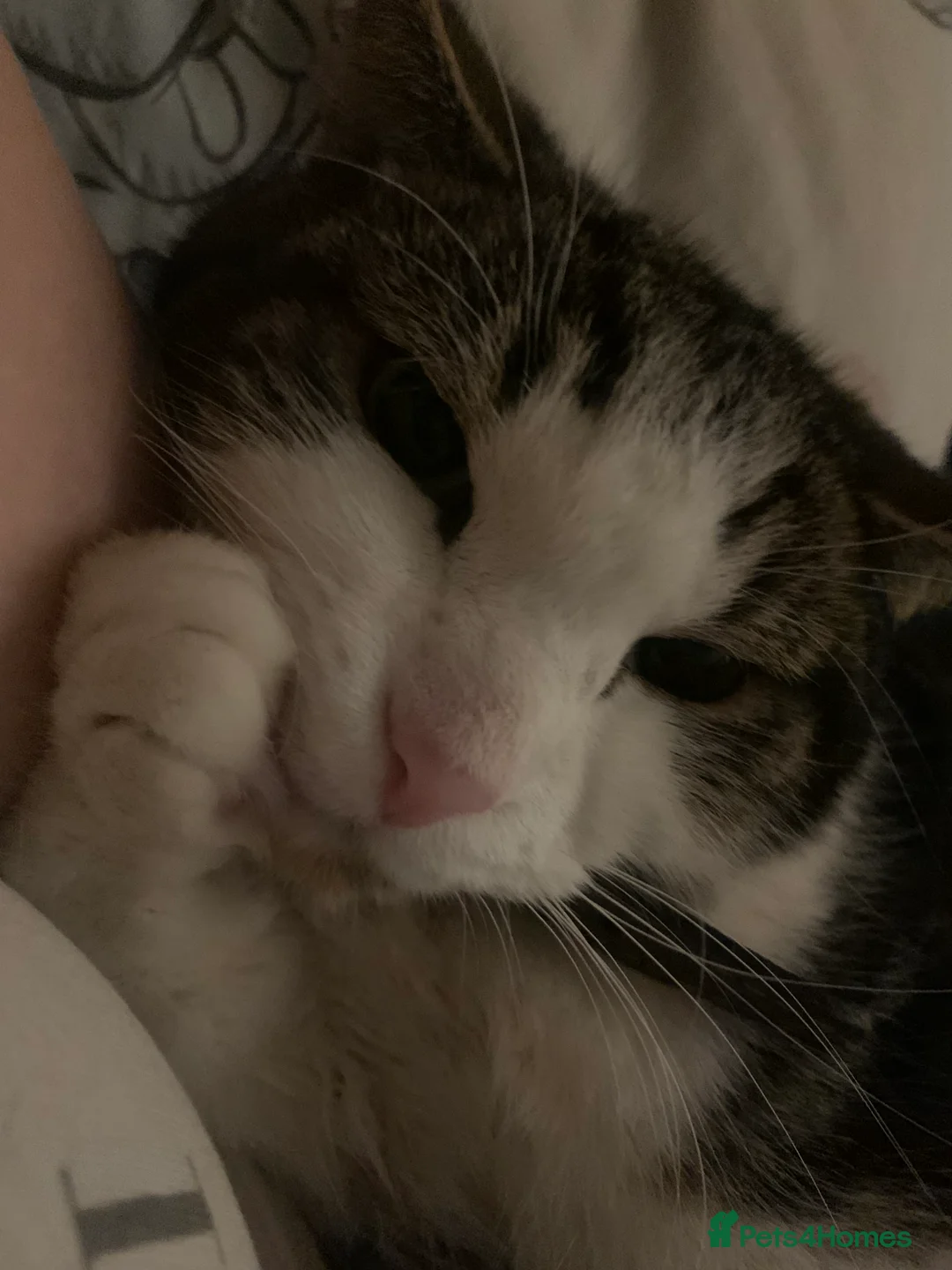 American Shorthair cats for sale: Male adult cat  - Advert 3