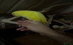 Ringnecks birds for sale: Baby Lutino ringneck parrot talking parrot  - Image 5