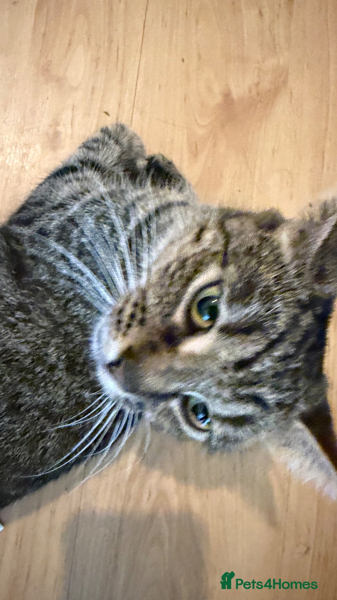 Mixed Breed cats Tabby kittens looking for a loving home  - Advert 3