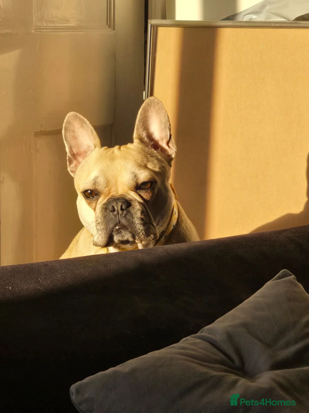 French Bulldog dogs for sale: KC registered 3 year old french bulldog - Advert 3