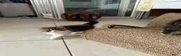 Exotic cats for sale: Brown Tabby / White Exotic  - Advert 6