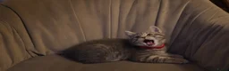 British Shorthair cats for sale: British shorthair mix (5 kittens ready to go) - Advert 6