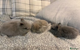 Lionhead rabbits for sale: Double maned lion head bunnies for sale  - Image 2