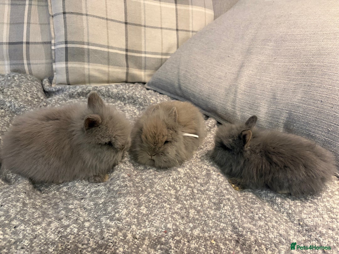 Lionhead rabbits for sale: Double maned lion head bunnies for sale  - Image 2