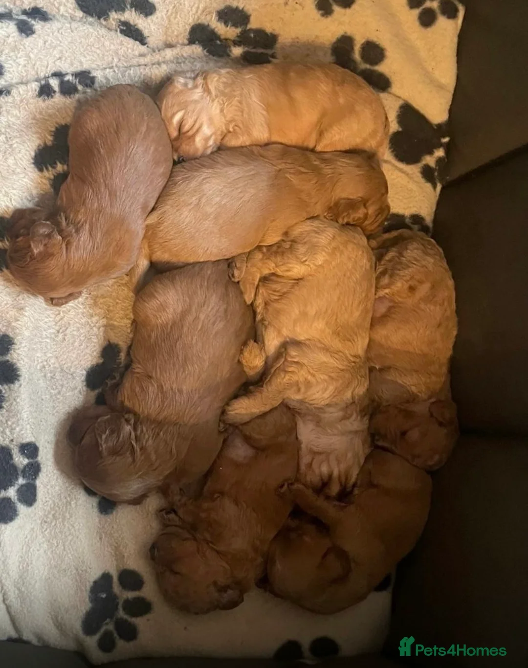 Cavapoo dogs for stud: Proven stunning Cavapoo available for stud  in Leeds - Advert 5