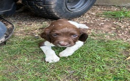 English Springer Spaniel dogs for sale: KC Working Springer Spaniel Puppies - Image 2