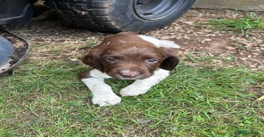 English Springer Spaniel dogs - Advert 9