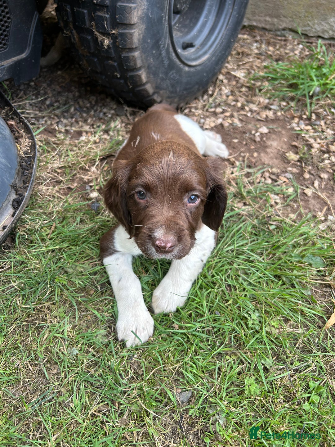 English Springer Spaniel dogs for sale: KC Working Springer Spaniel Puppies - Image 2