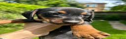 Dachshund dogs for sale: Adorable litter of dachshund cross Jack Russel  - Advert 9