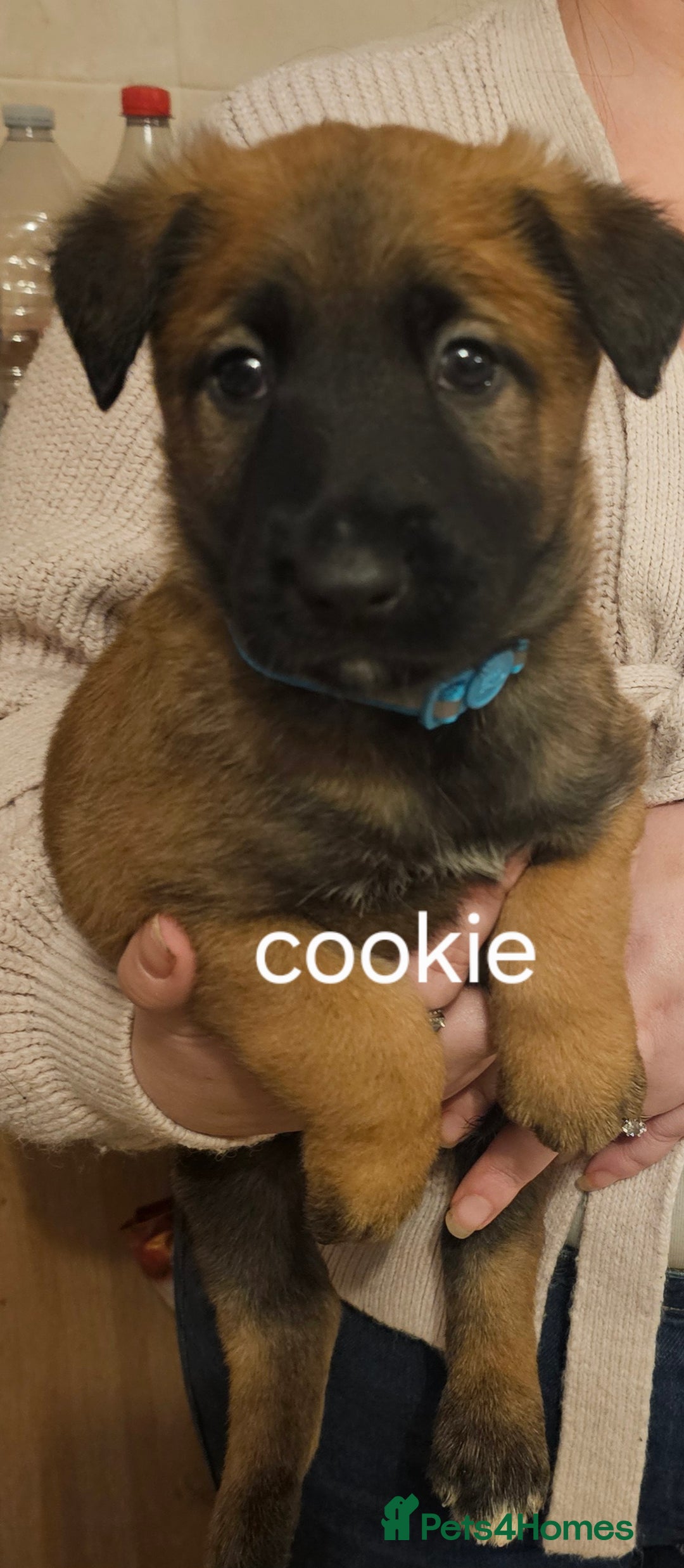 Belgian Shepherd Dog dogs for sale: Belgian malinois puppies 5 weeks - Advert 2