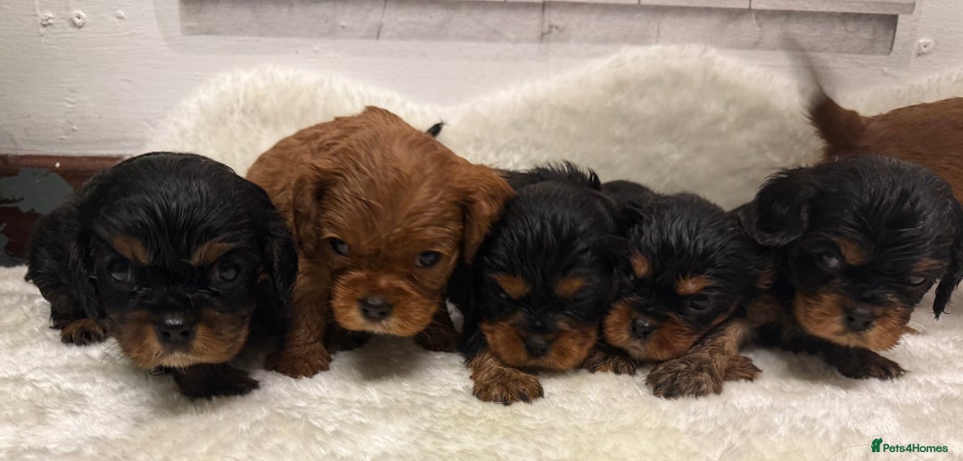 Cavalier King Charles Spaniel dogs for sale: KC King Charles Cavalier Puppies for sale  - Advert 4