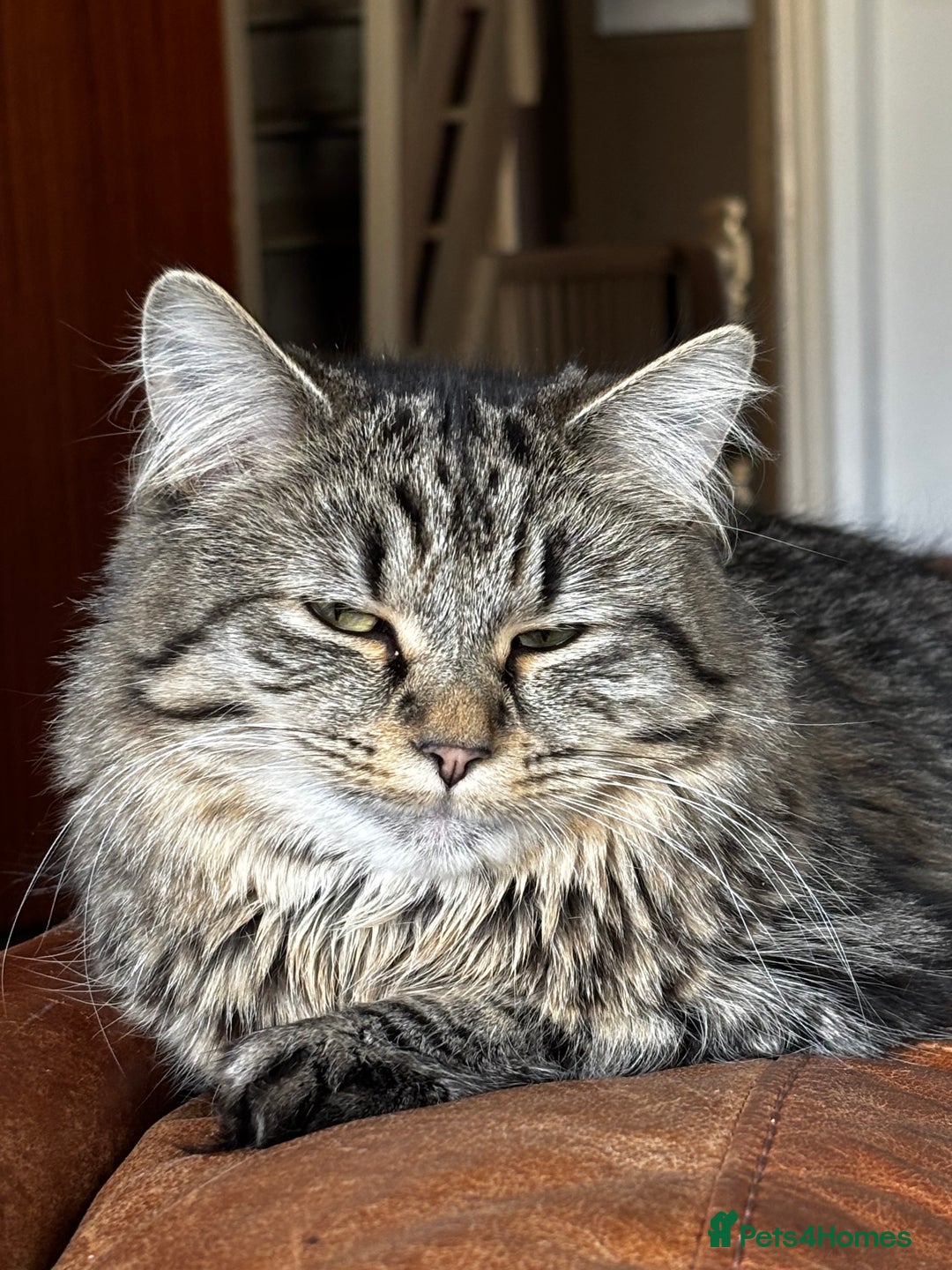 Maine Coon cats for sale: Beautiful Genie 3/4 Maine Coon entire female  - Image 3