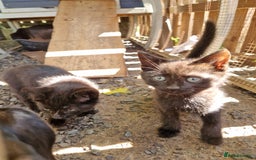 Mixed Breed cats for sale: Black kittens  - Image 2
