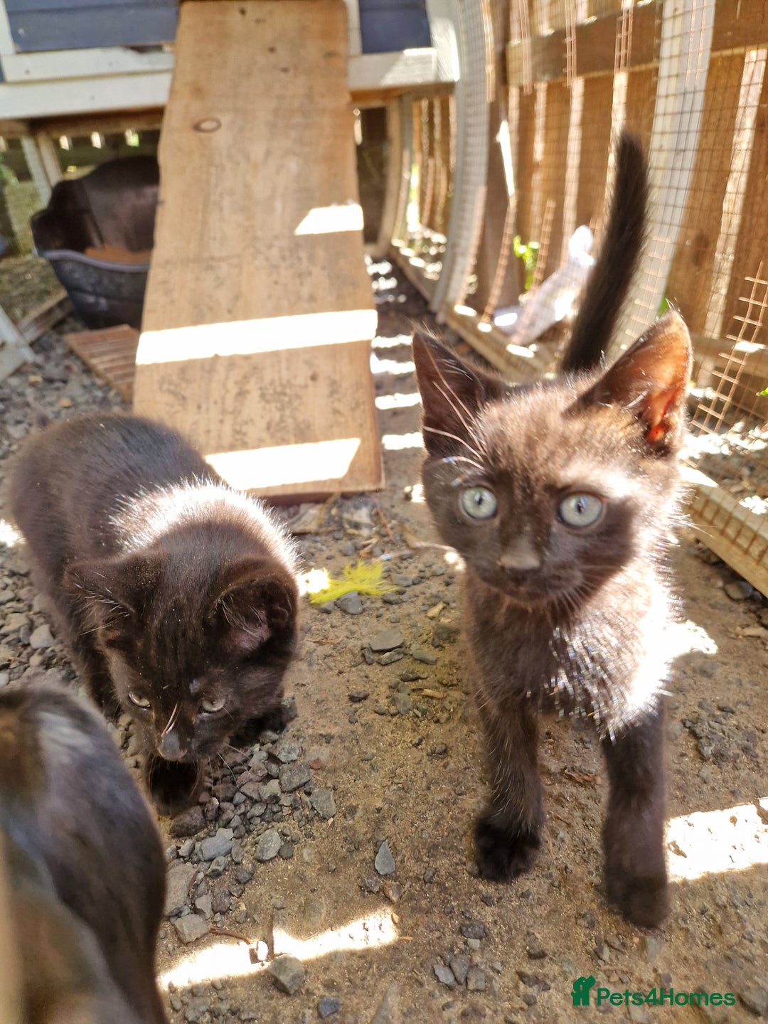 Mixed Breed cats for sale: Black kittens  - Image 2