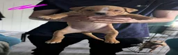 Mixed Breed dogs for sale: Gorgeous littler of 9 pups only 2 left 1 m 1 f - Advert 4