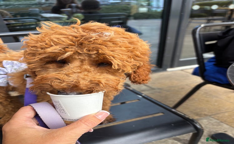 Cockapoo dogs - Advert 1