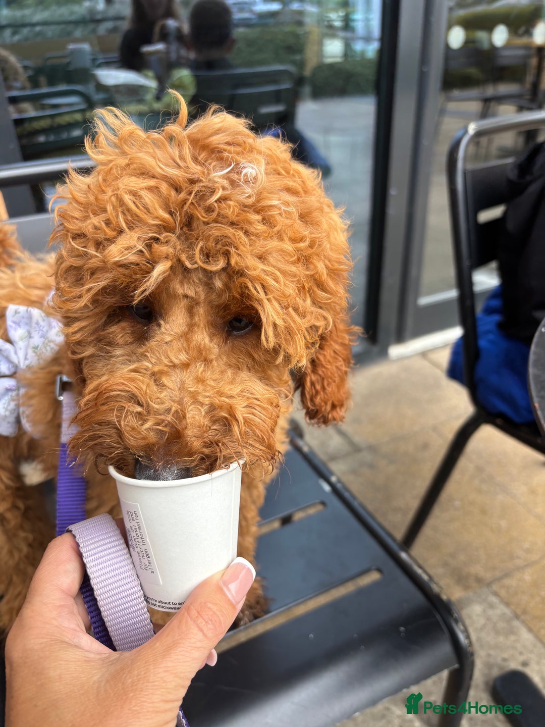 Cockapoo dogs for sale: 5 month old female f2b cockapoo - Image 1
