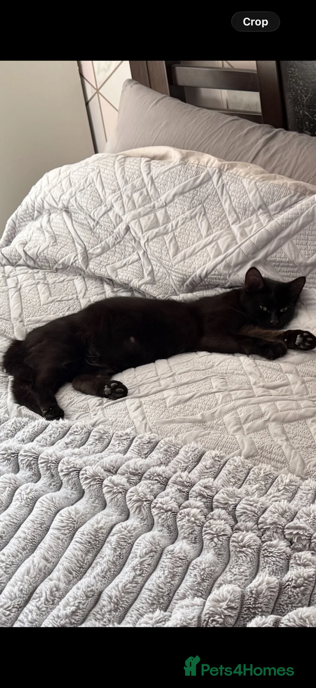Domestic Shorthair cats for sale: Kittens  - Advert 5