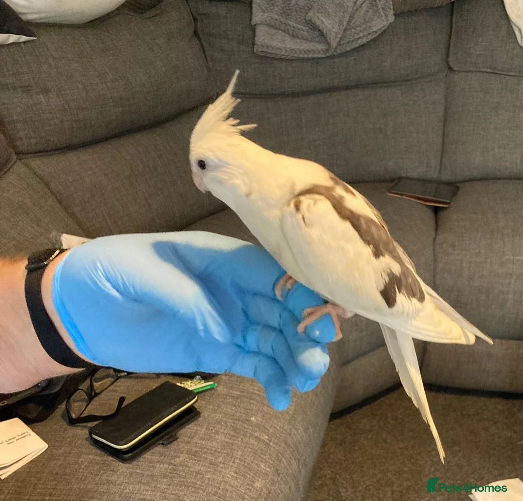 Cockatiels birds for sale: Hand reared and tamed baby cockatiels  - Advert 8