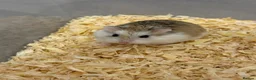 Hamster rodents for sale: Roborovski Hamsters - Advert 5
