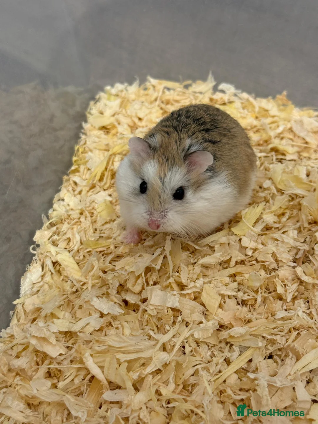 Hamster rodents for sale: Roborovski Hamsters - Advert 5