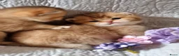 British Shorthair cats for sale: 💖GOLDEN, TABBY, COLOURPOINT BSH KITTENS💖 - Advert 7