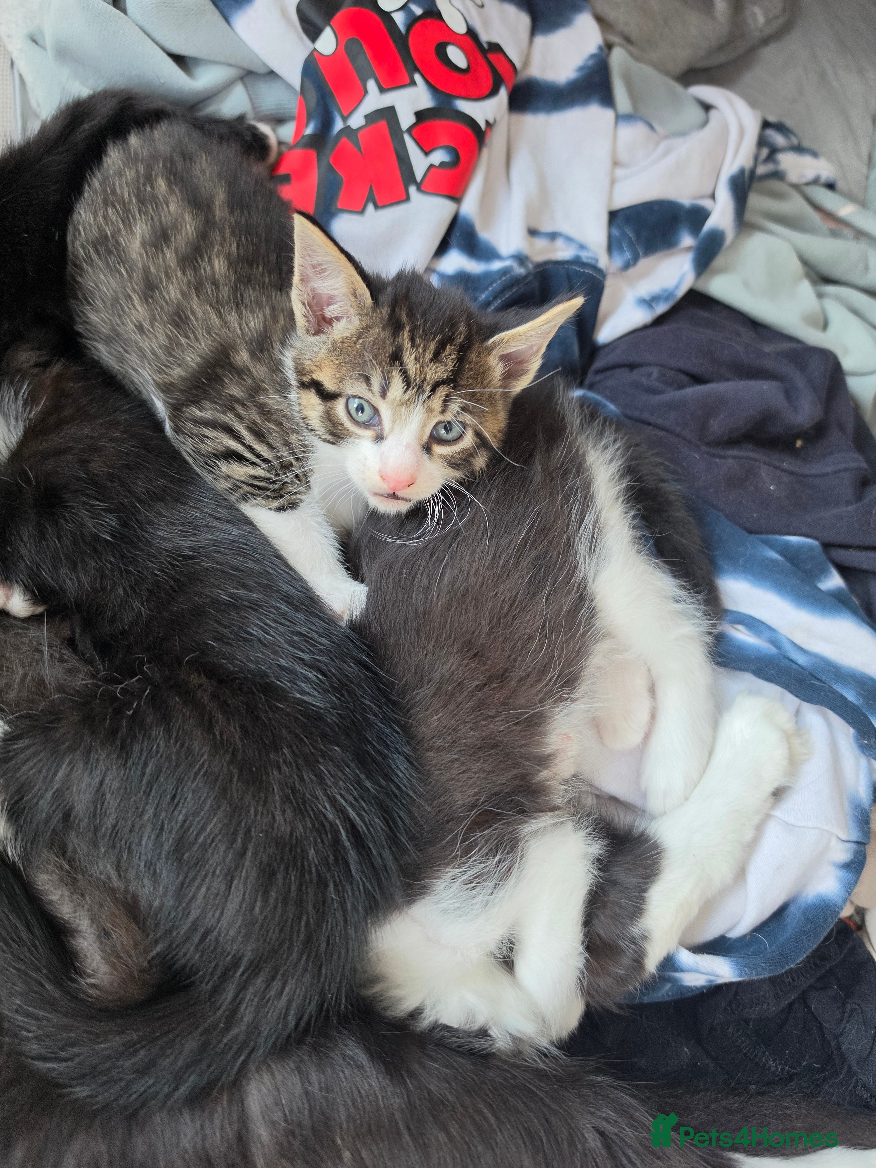 Mixed Breed cats One tabby boy left - Advert 1