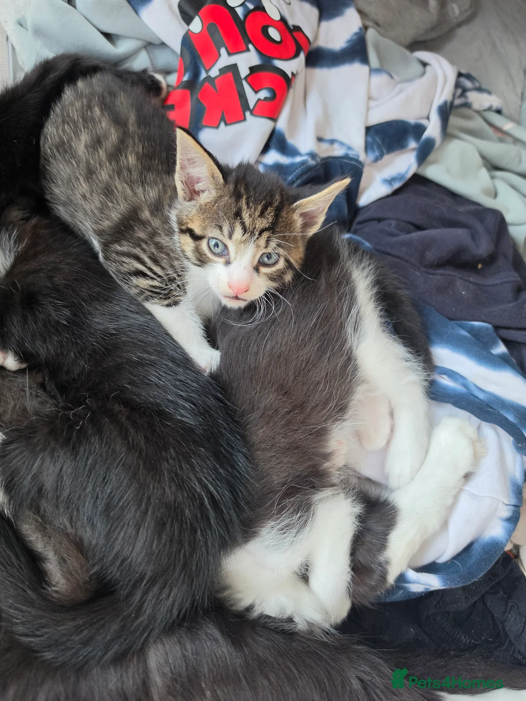 Mixed Breed cats for sale: One tabby boy left - Advert 1